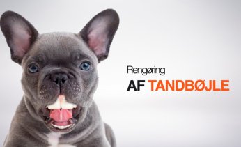 Reng�ring af tandb�jle